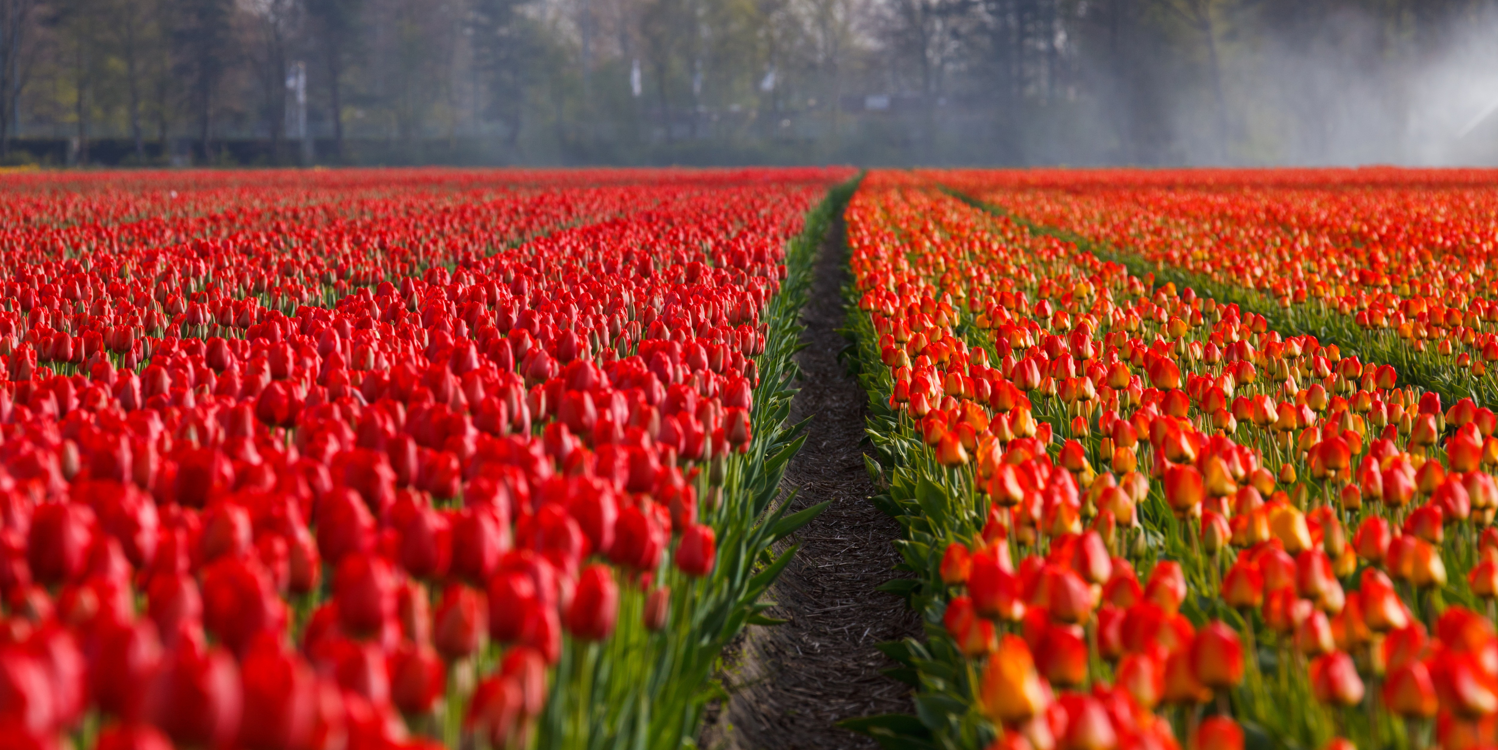 Holenderskie tulipany online Biuro podróży Goforworld by Kuźniar