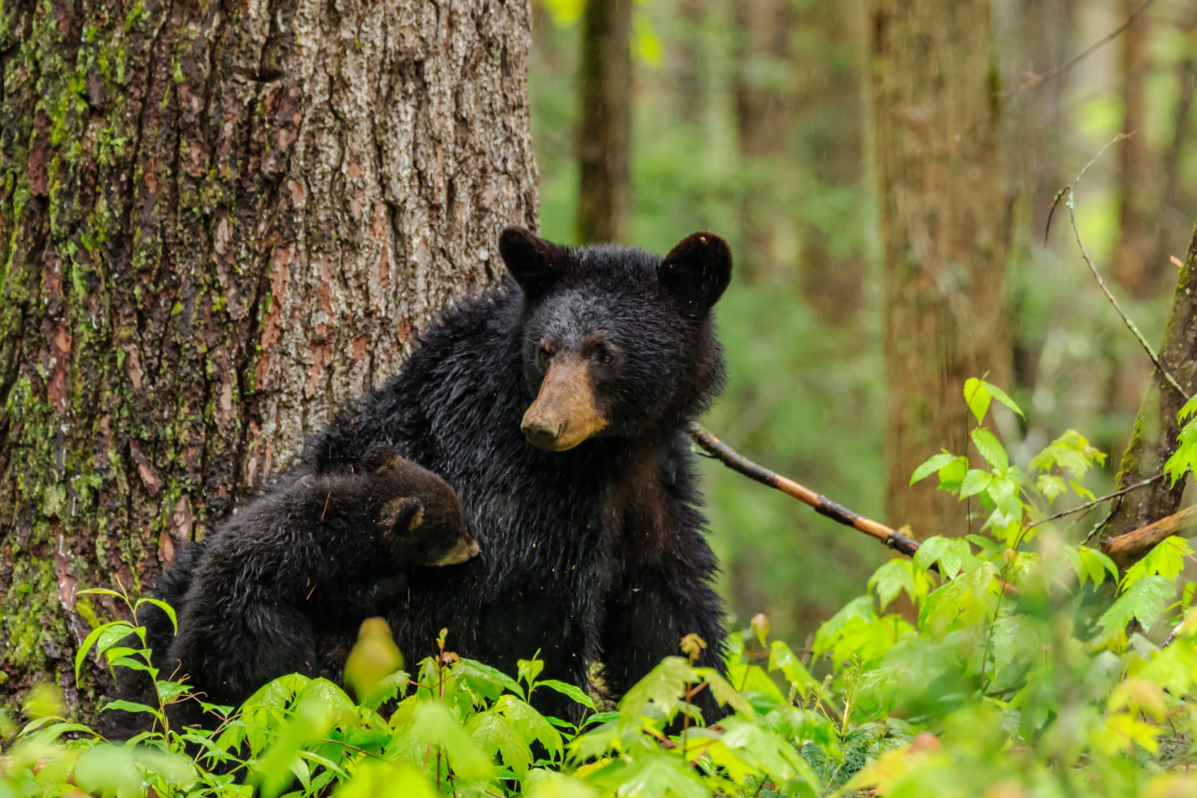 Nowojorskie niedźwiedzie Biuro podróży Goforworld by Kuźniar