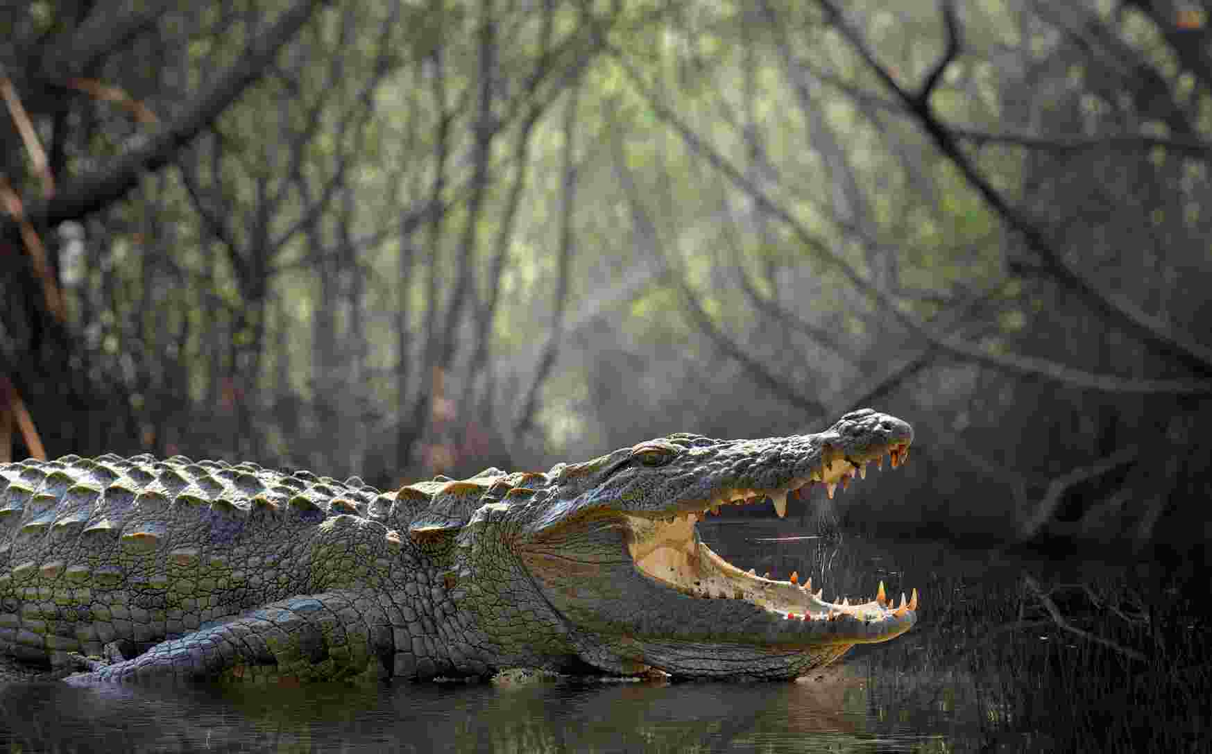 Hibernujące krokodyle Biuro podróży Goforworld by Kuźniar