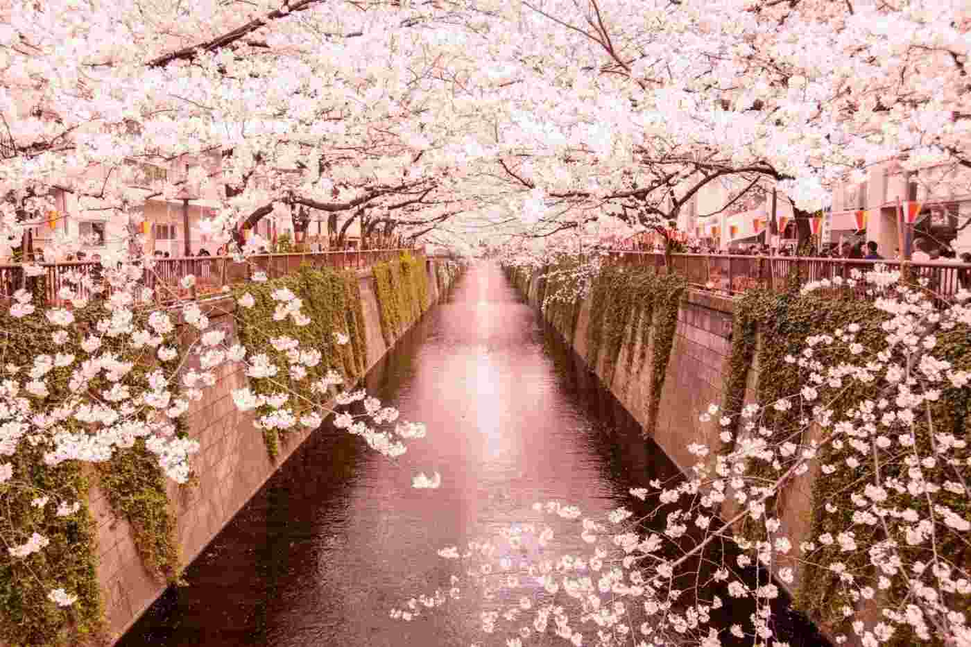 Japonia zakwitnie! Biuro podróży Goforworld by Kuźniar