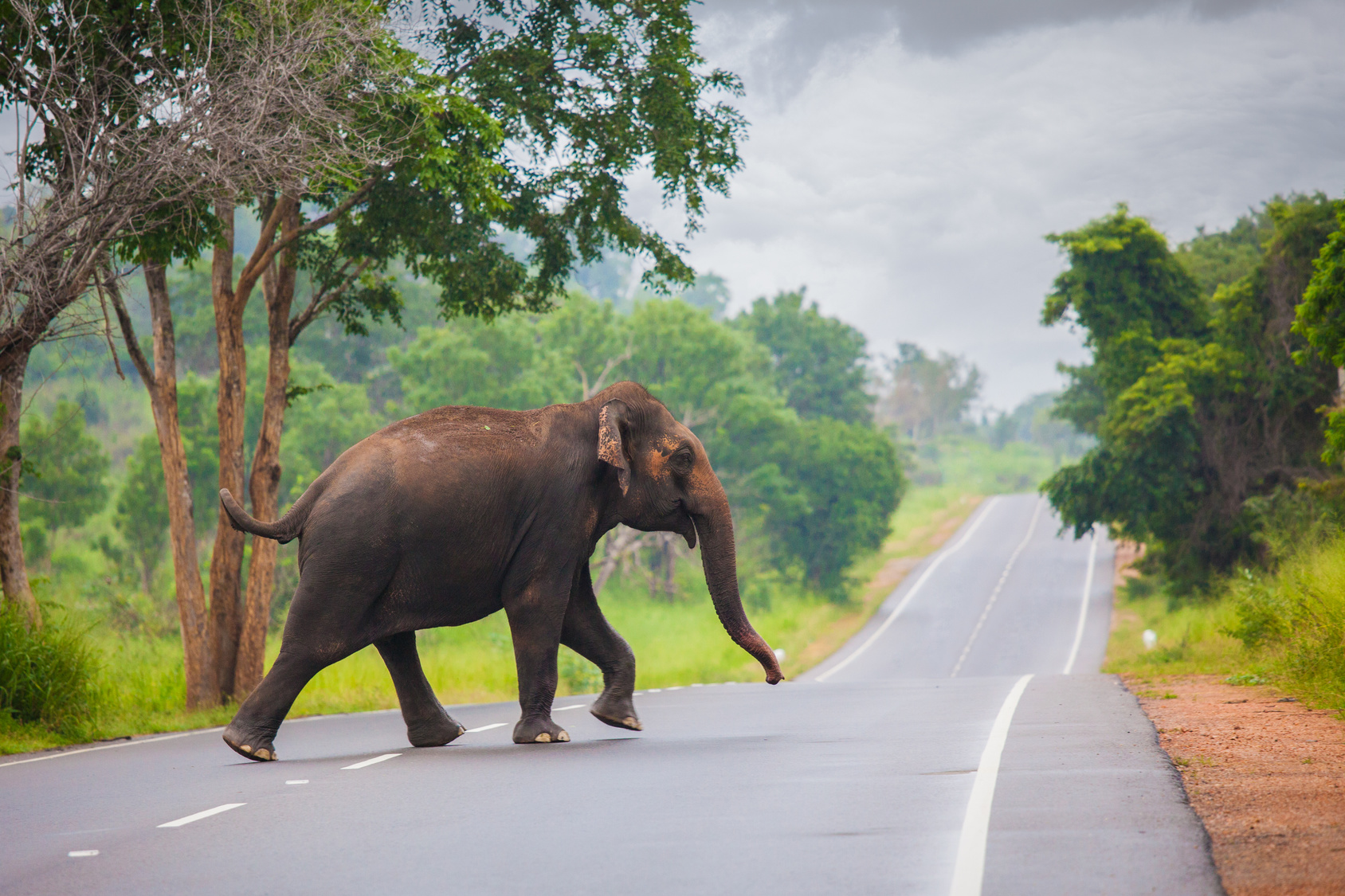 Wolność dla wietnamskich słoni? Biuro podróży Goforworld by Kuźniar