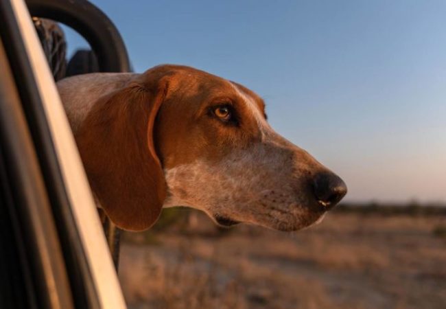 Psy bronią dzikiej przyrody! Biuro podróży Goforworld by Kuźniar